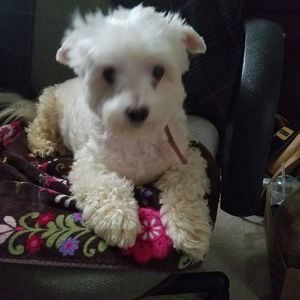 Meet your Posher, Nellie